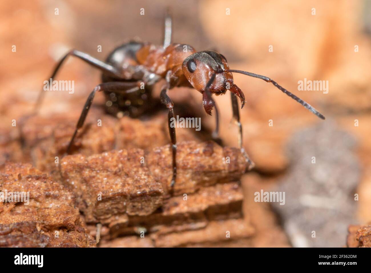 Formica rufa (formica rufa) che difende il nido. Sussex, Regno Unito. Foto Stock
