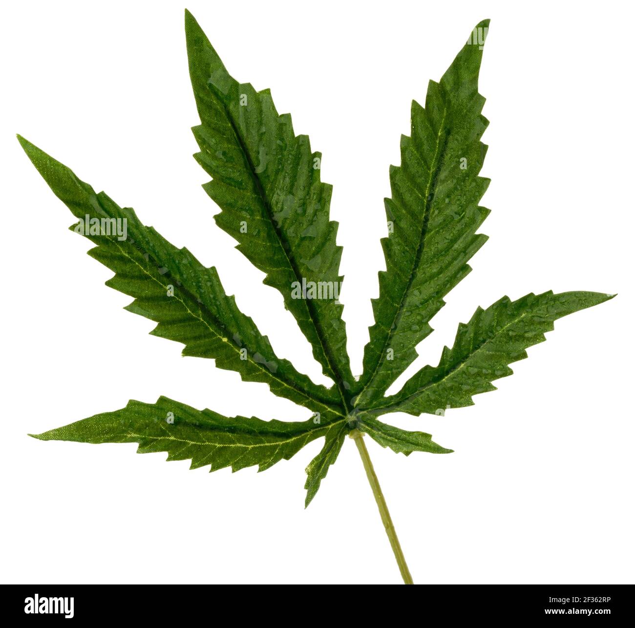Foglie di cannabis finte molto buone. Forma iconica di una foglia di pianta di cannabis. Foglia verde con bordi dentellati. Foto Stock