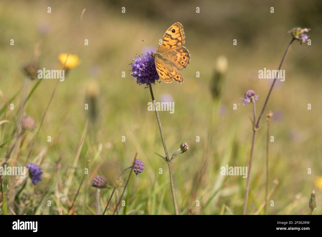 Parete (Lasiommata megera) farfalla su gesso downland. Sussex, Regno Unito. Foto Stock