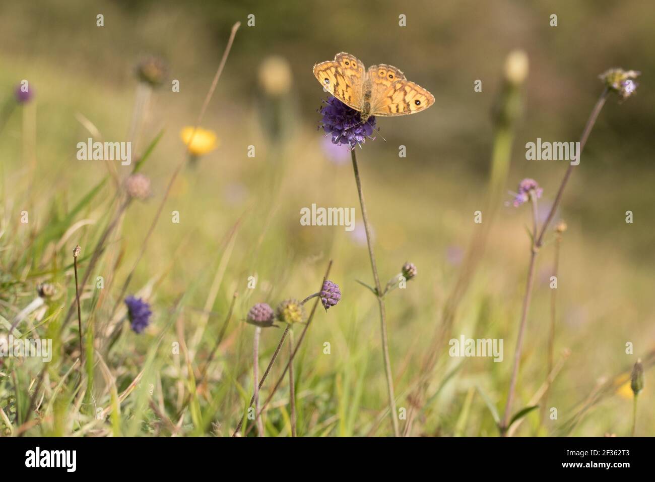 Parete (Lasiommata megera) farfalla su gesso downland. Sussex, Regno Unito. Foto Stock