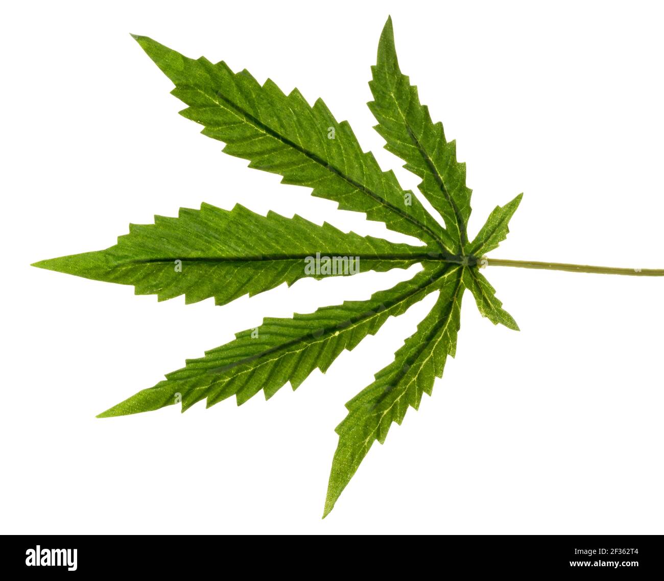 Foglie di cannabis finte molto buone. Forma iconica di una foglia di pianta di cannabis. Foglia verde con bordi dentellati. Foto Stock