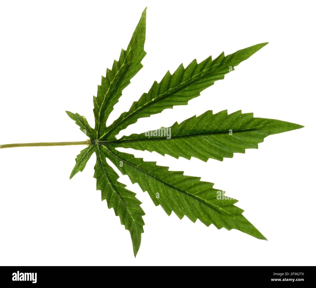 Foglie di cannabis finte molto buone. Forma iconica di una foglia di pianta di cannabis. Foglia verde con bordi dentellati. Foto Stock