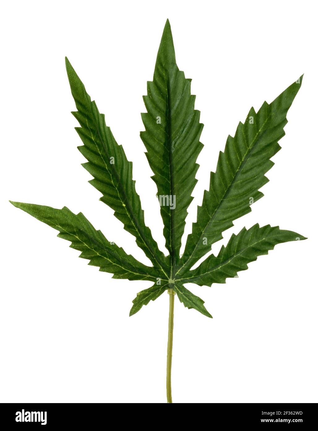Foglie di cannabis finte molto buone. Forma iconica di una foglia di pianta di cannabis. Foglia verde con bordi dentellati. Foto Stock