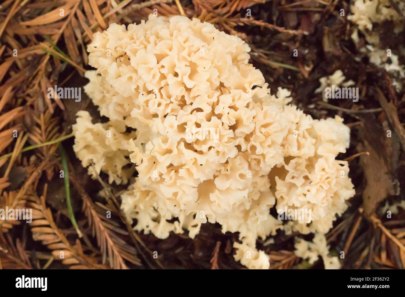 Fungo cerebrale (Sparassis crisspa) in boschi di conifere. Sussex, Regno Unito. Foto Stock