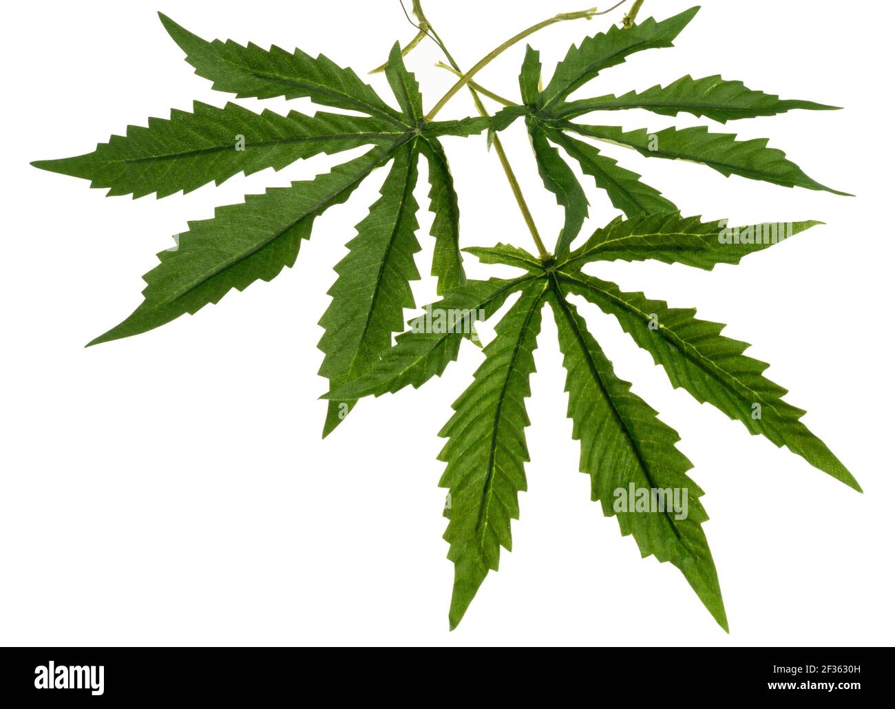 Foglie di cannabis finte molto buone. Forma iconica di una foglia di pianta di cannabis. Foglia verde con bordi dentellati. Foto Stock