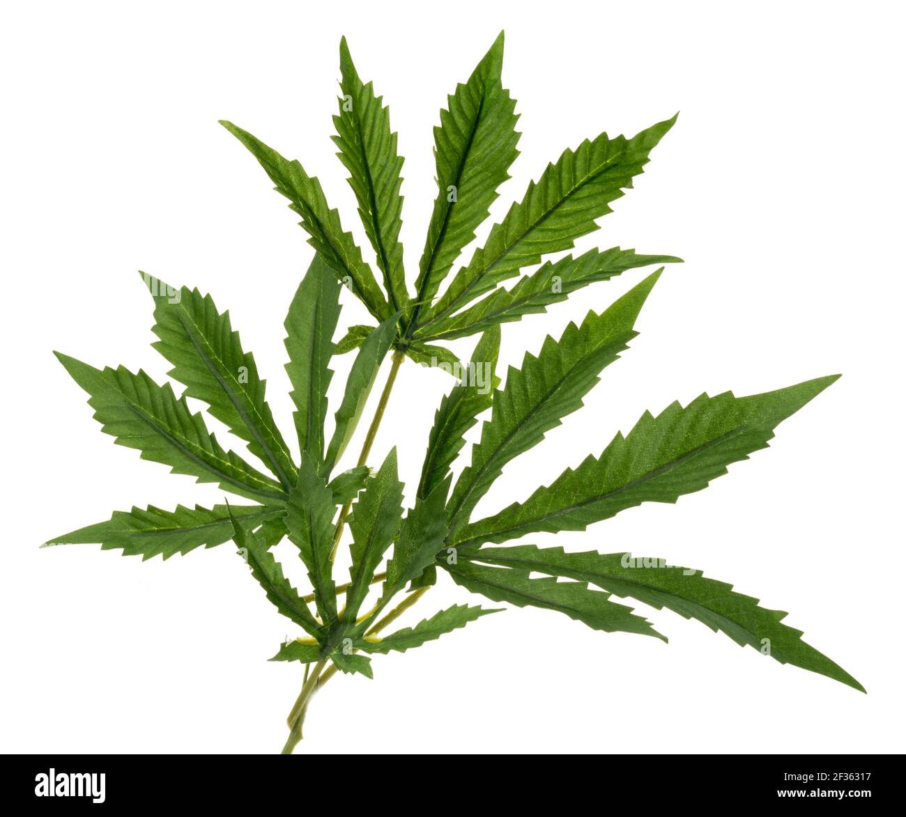 Foglie di cannabis finte molto buone. Forma iconica di una foglia di pianta di cannabis. Foglia verde con bordi dentellati. Foto Stock
