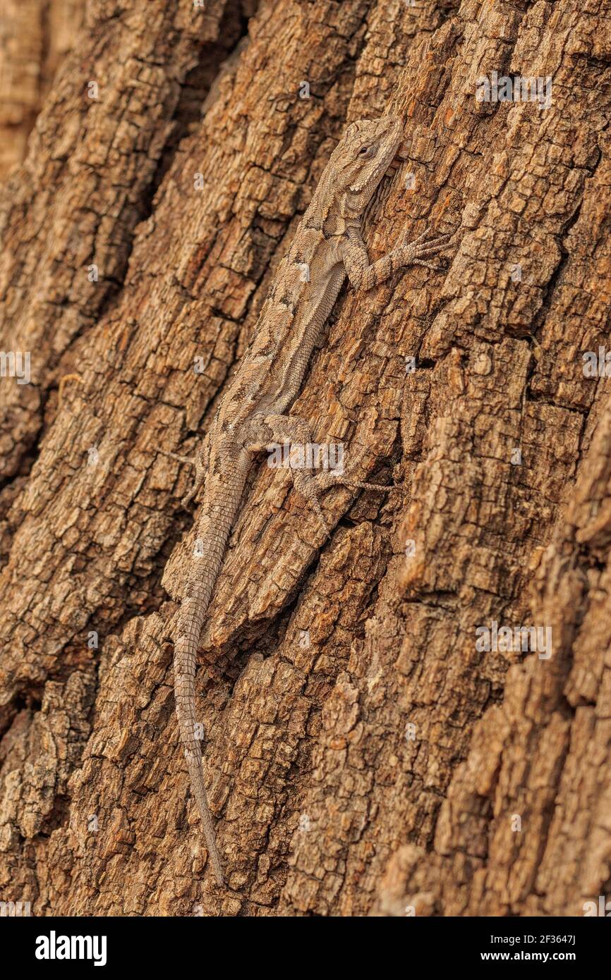 Mimetizzati Lizard Foto Stock