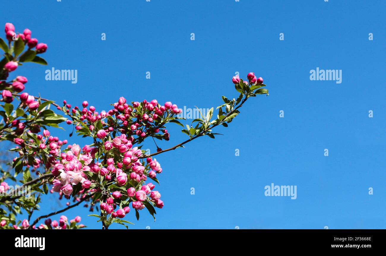 I fiori di mela di granchio salutano la primavera contro un cielo azzurro luminoso Foto Stock