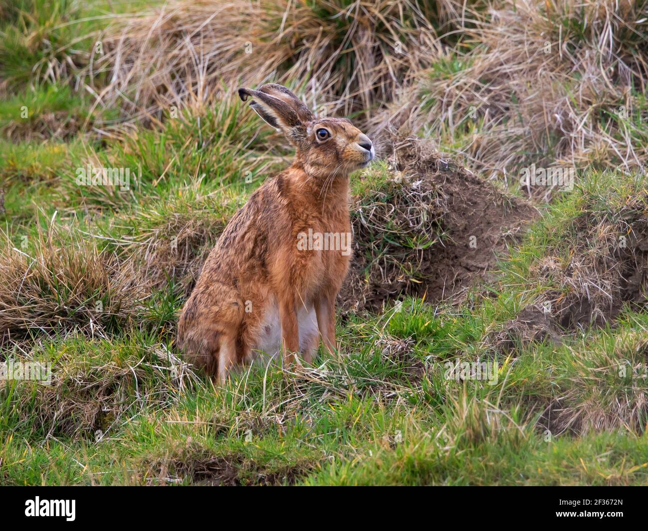 Lepre marrone nelle colline di Cotswold Foto Stock