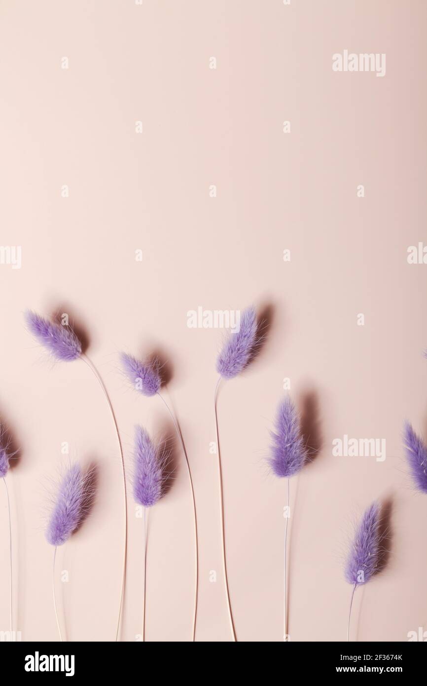 Coda di coniglio Erba fiori secchi su sfondo beige. Composizione minimalista. Romantico, natura sfondo. Spazio di copia. Foto Stock