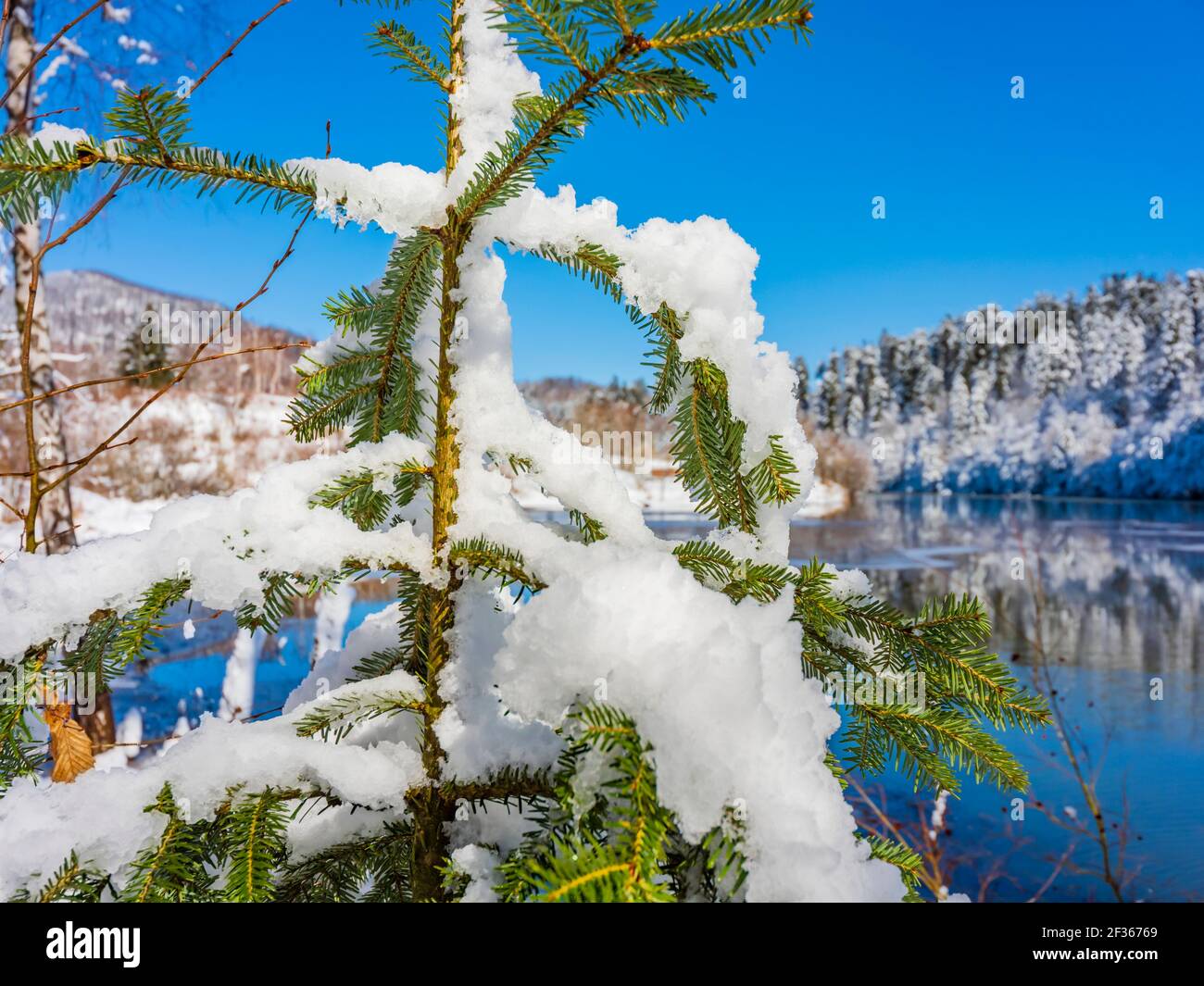 Neve sul lago nella natura Bajer vicino Fuzine in Croazia L'Europa sempreverde rami di albero lascia in primo piano dettaglio Foto Stock