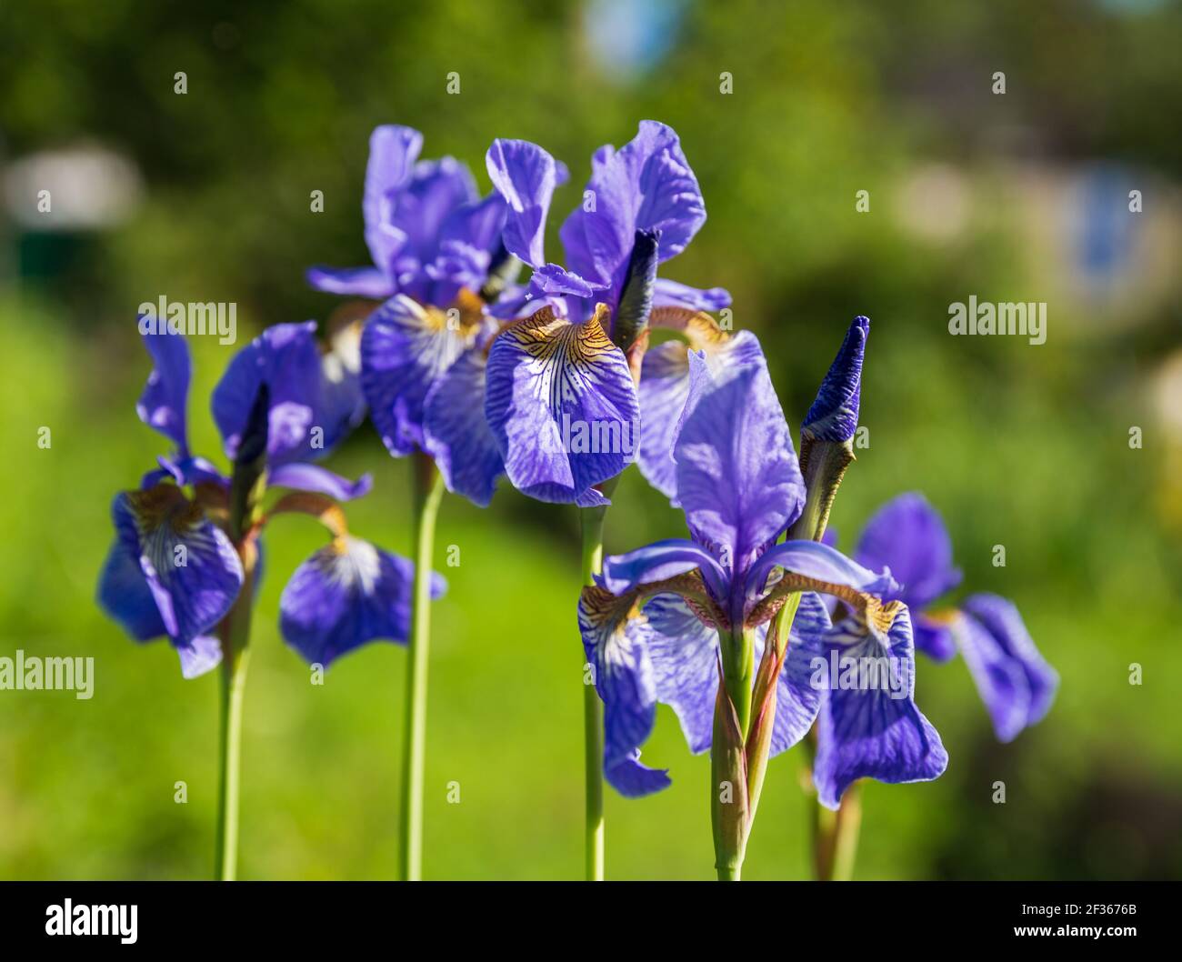 Fiori Iris siberiano (Iris sibirica) primo piano Foto Stock
