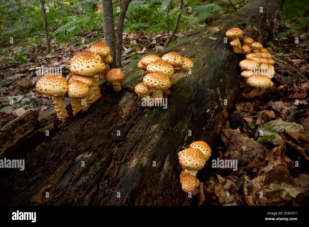 Pholiota Scaly un fungo saprotrofico comune che si nutre di legno indebolito o morto. Si è riferito che è velenoso per il consumo umano. Foto Stock