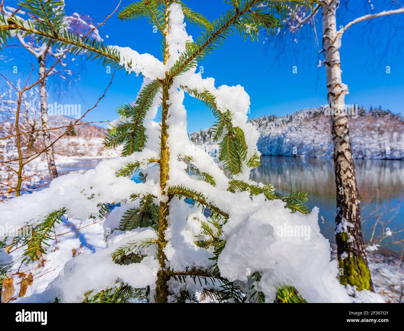 Neve sul lago nella natura Bajer vicino Fuzine in Croazia L'Europa sempreverde rami di albero lascia in primo piano dettaglio Foto Stock