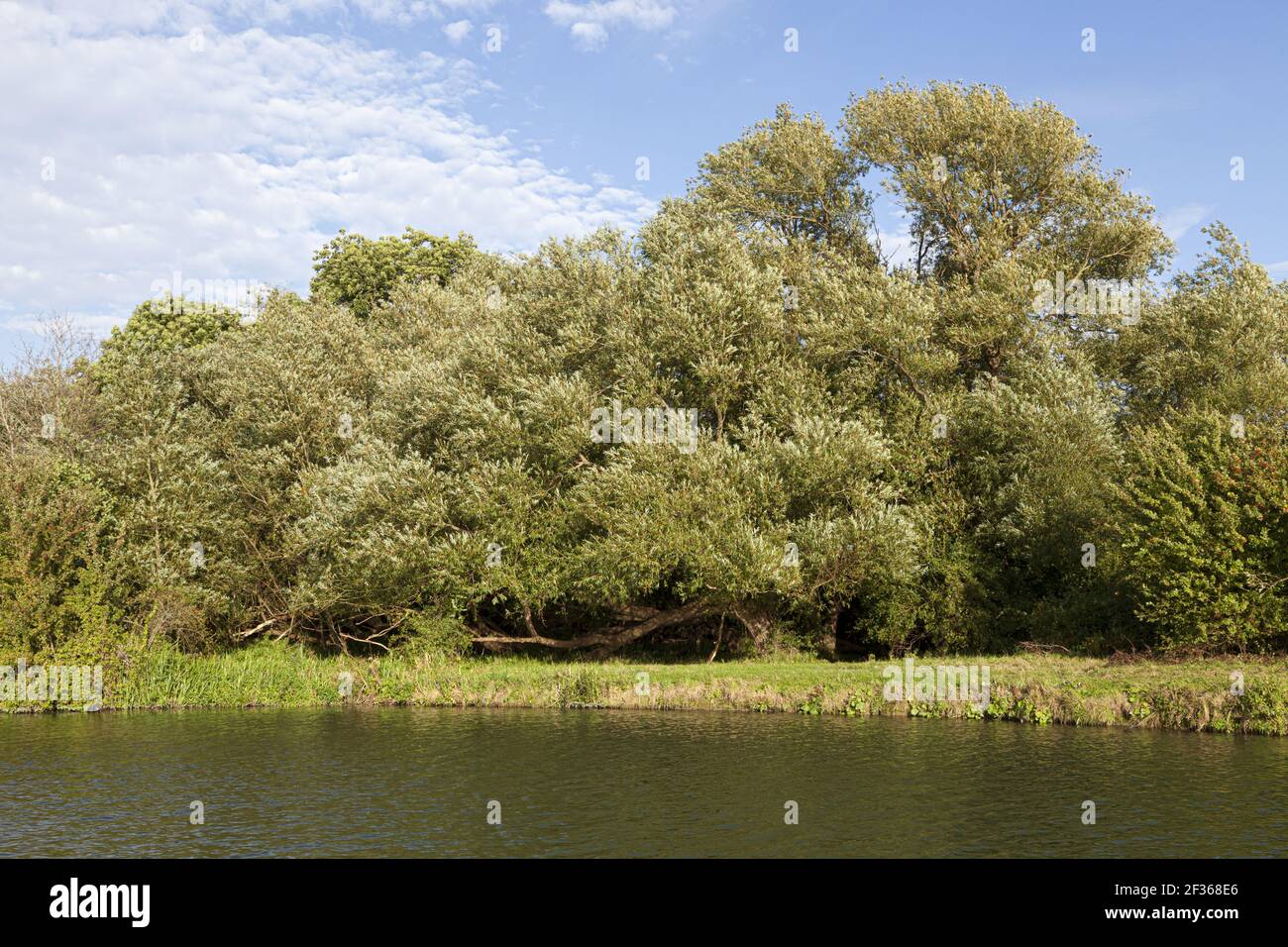 Vecchi alberi di salice accanto al Tamigi a Dorchester, Oxfordshire, Regno Unito Foto Stock