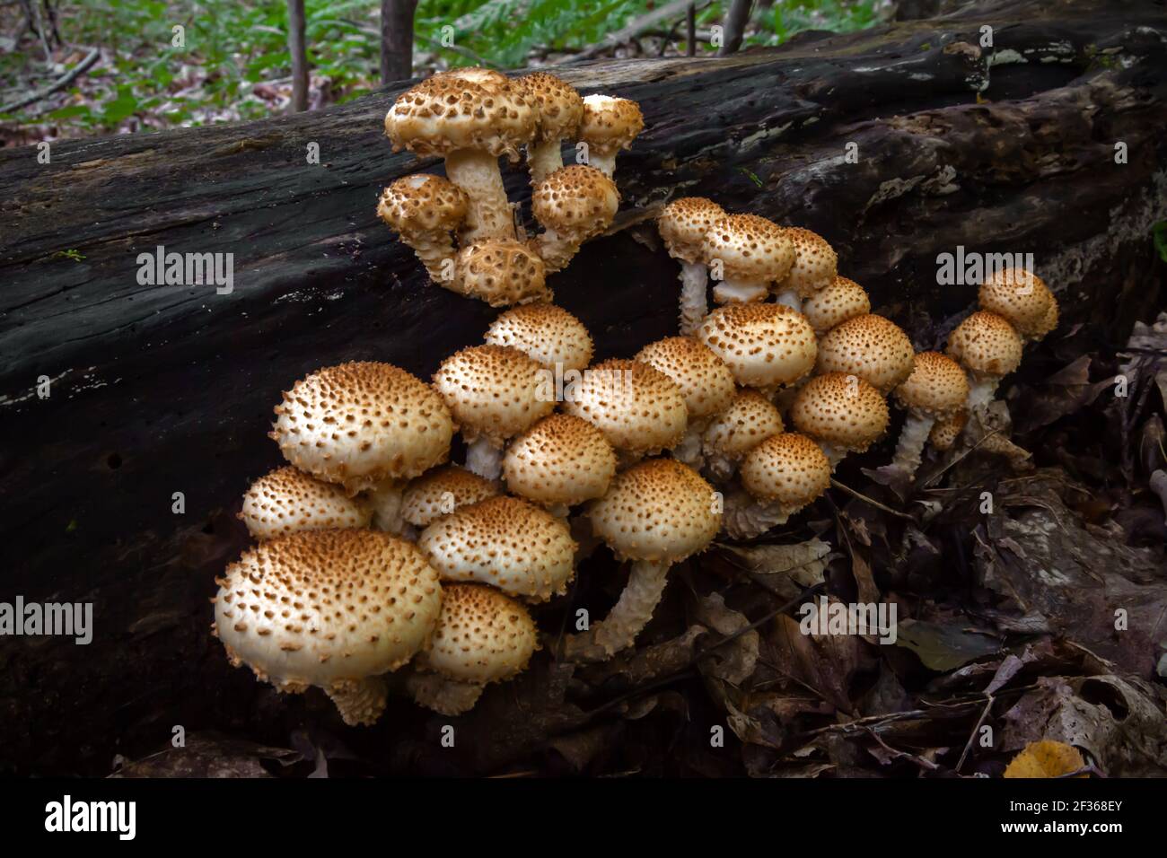 Pholiota Scaly un fungo saprotrofico comune che si nutre di legno indebolito o morto. Si è riferito che è velenoso per il consumo umano. Foto Stock