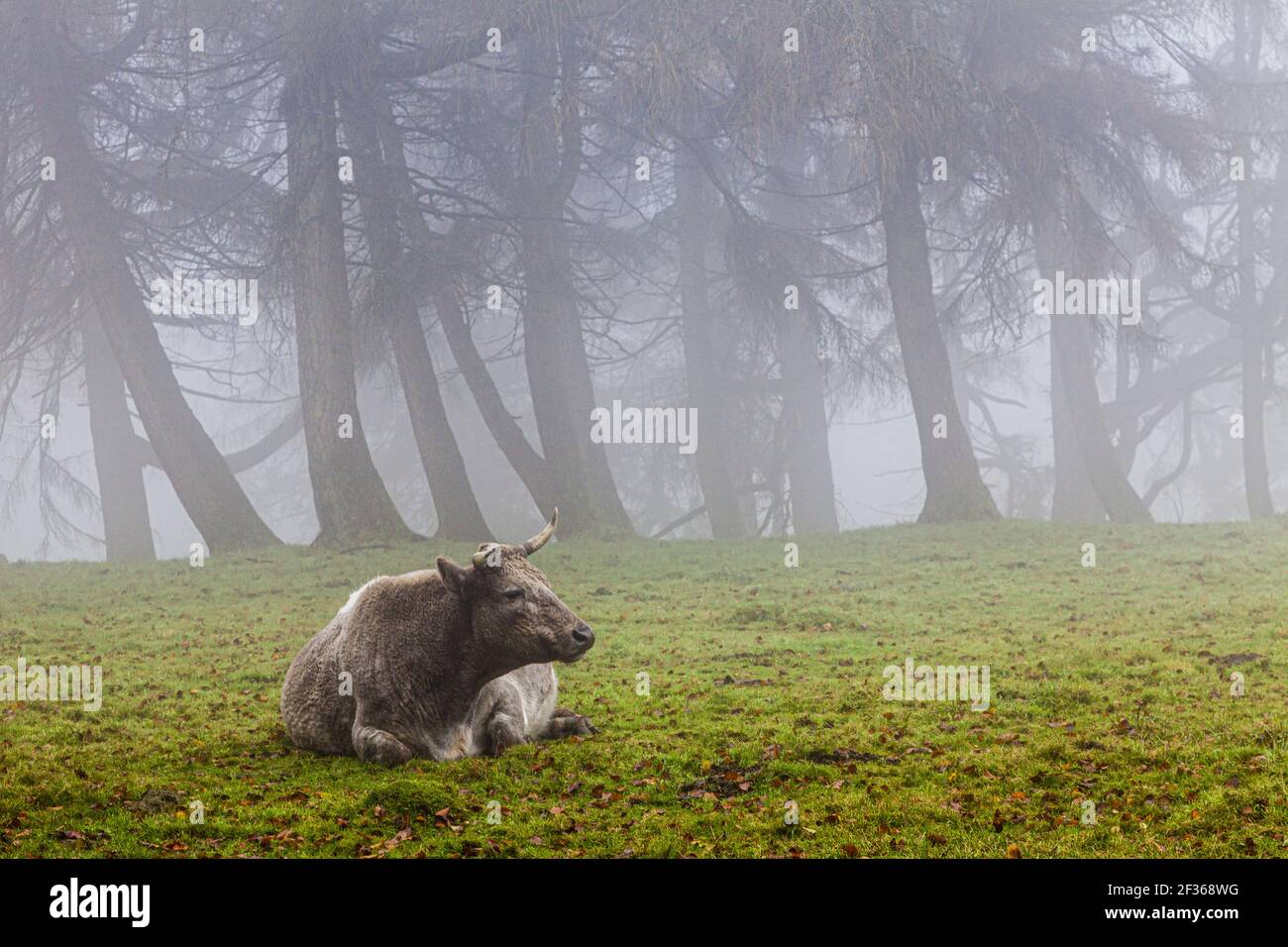 Una mucca nella nebbia con alberi su Exmoor vicino a Cloutsham, Somerset, Regno Unito Foto Stock