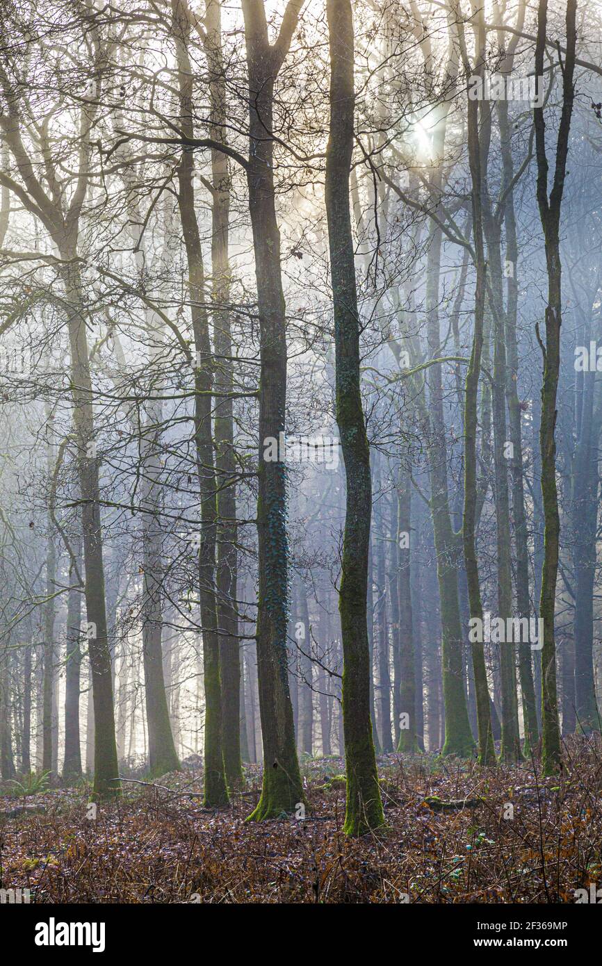 Luce invernale mattutina nella Foresta reale di Dean vicino a Coalway, Gloucestershire UK Foto Stock
