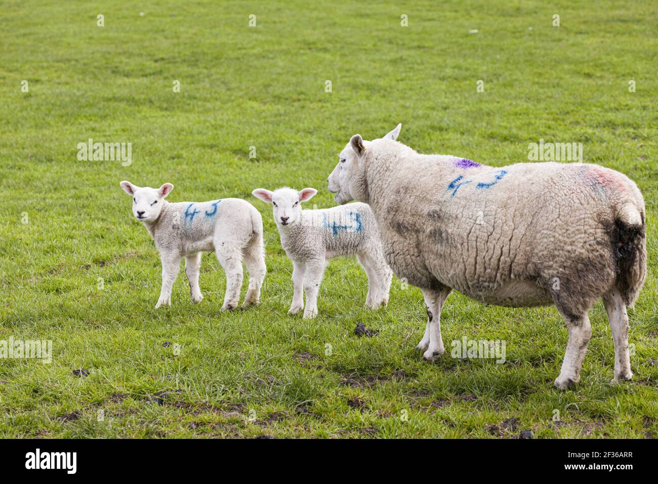 Pecore e agnelli vicino Timble, North Yorkshire UK Foto Stock