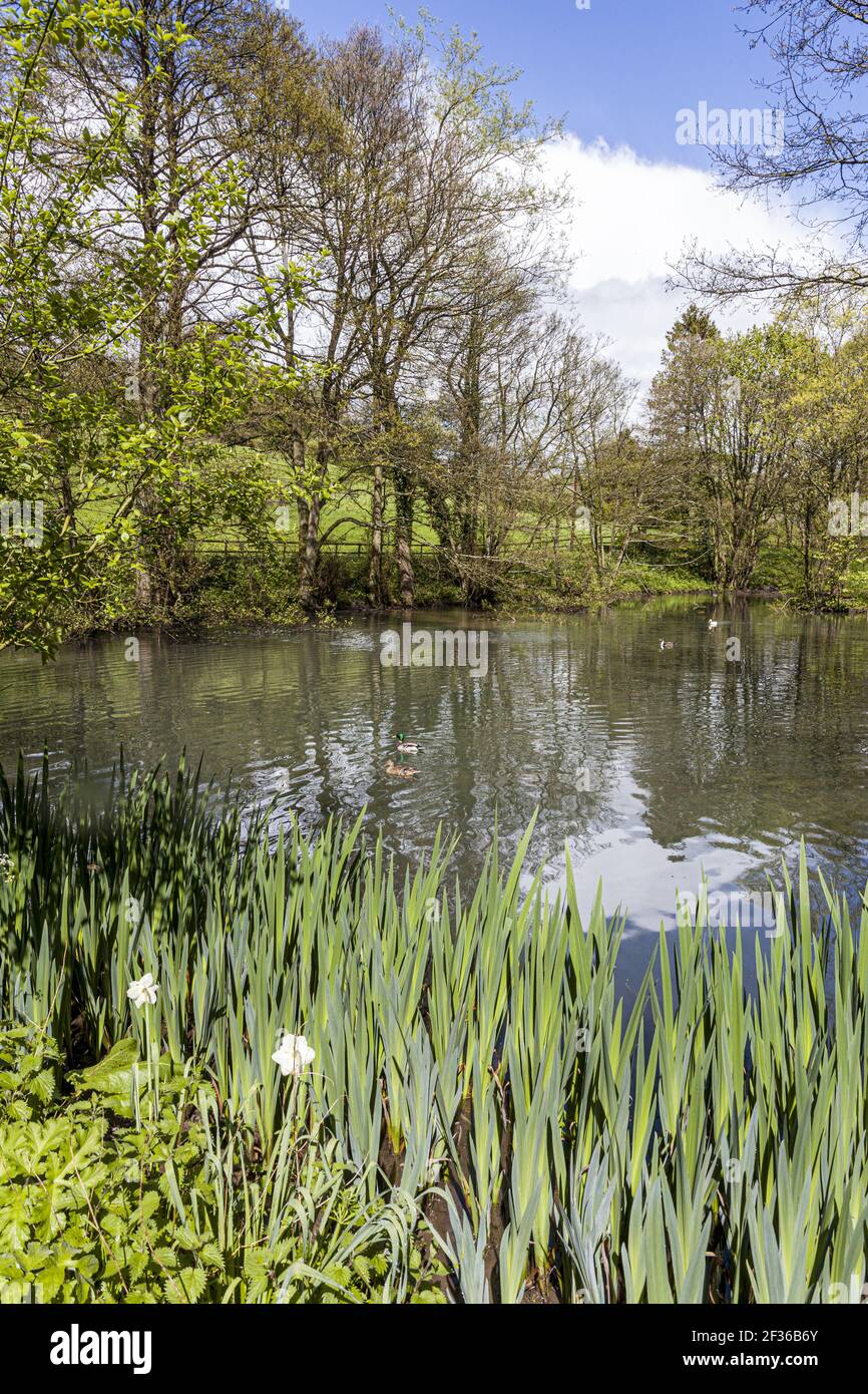 Steanbridge Lake vicino al villaggio di Cotswold di Slad, Gloucestershire UK - in cui l'insegnante di Laurie Lee è stato trovato annegato in Cider con Rosie. Foto Stock