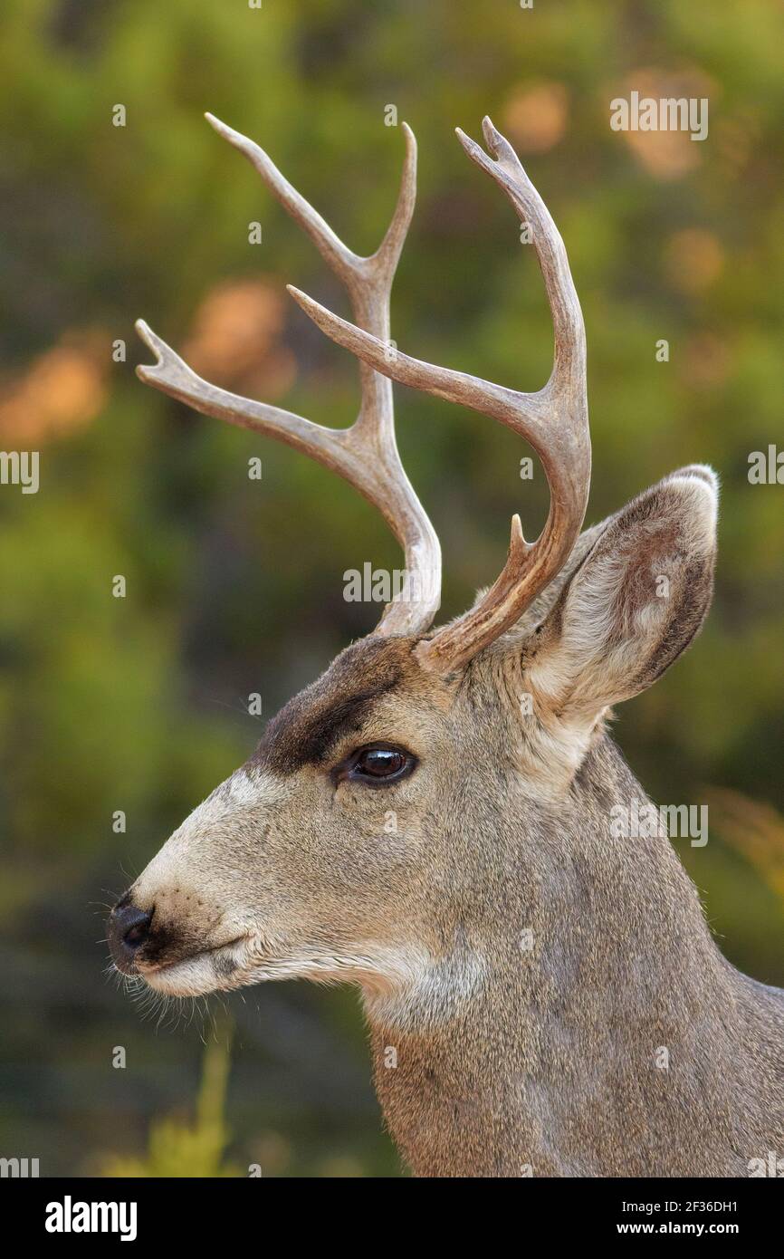 Un ritratto di un buck con un alto insieme di corna. Foto Stock