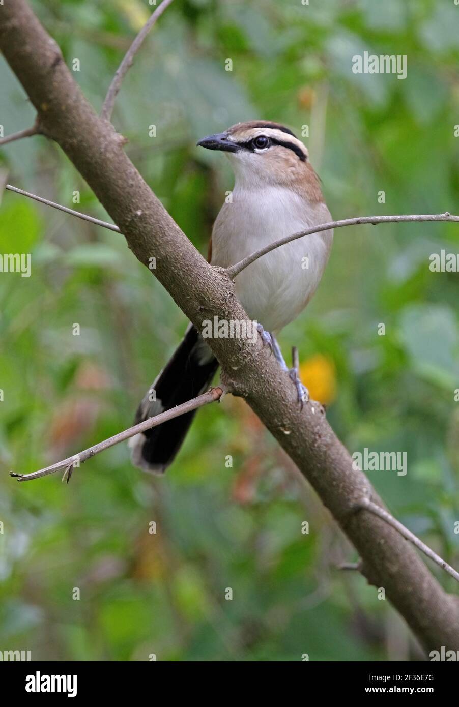 Tchagra (Tchagra australis emini) adulta arroccata sul lago di Naivasha, Kenya Ottobre Foto Stock