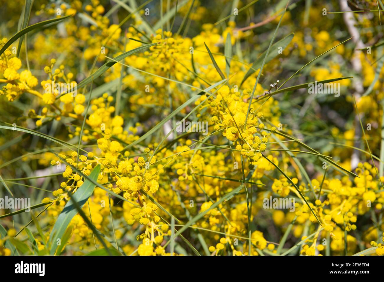 Sonaglino di foglie blu (Acacia saligna) fioritura, flora maltese. Il picchiettio delle foglie blu (Acacia saligna) fiorisce in primavera a Malta. Dorso floreale giallo Foto Stock