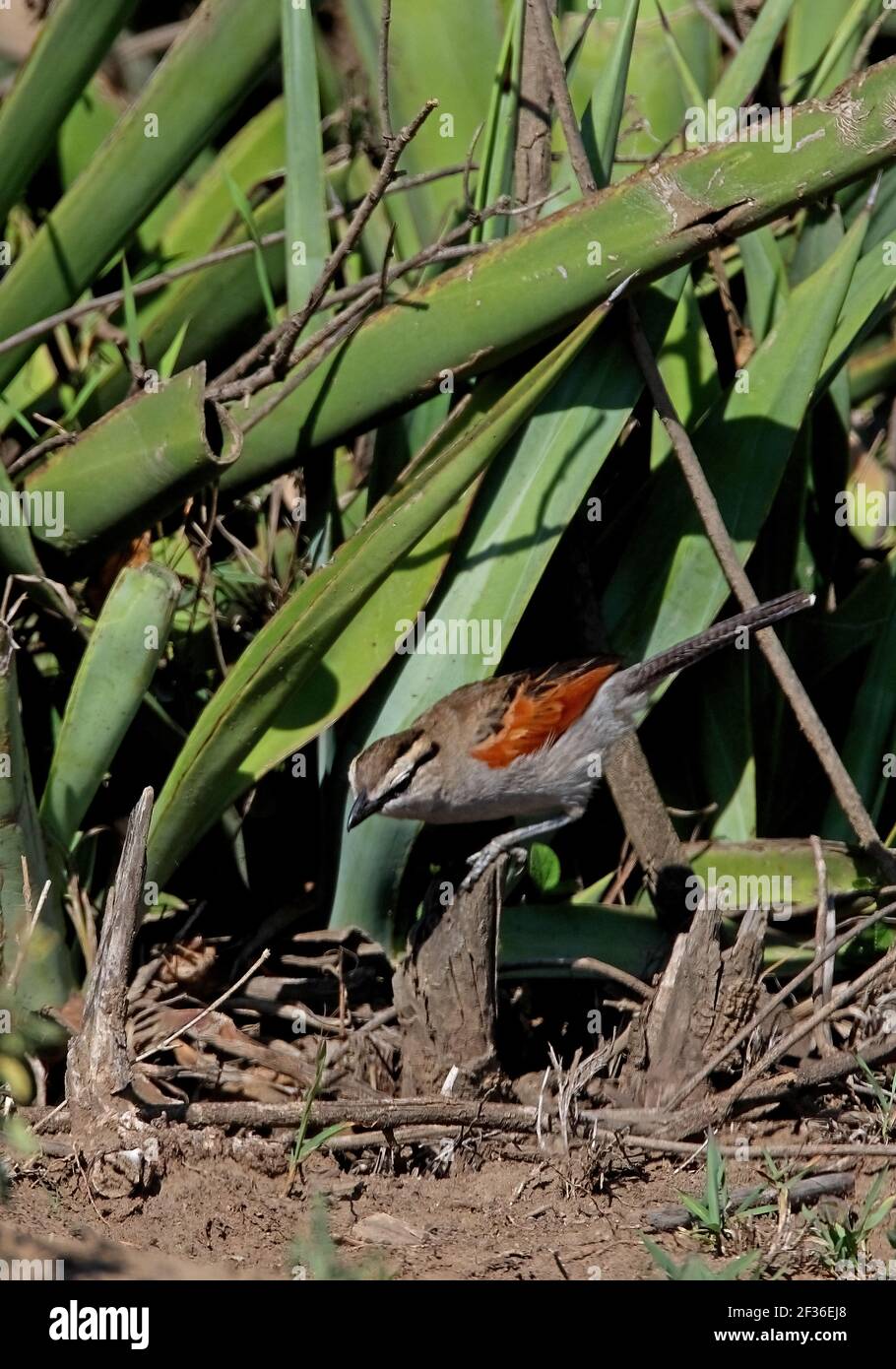 Tchagra (Tchagra australis emini) adulta sul lago di Naivasha, Kenya Novembre Foto Stock