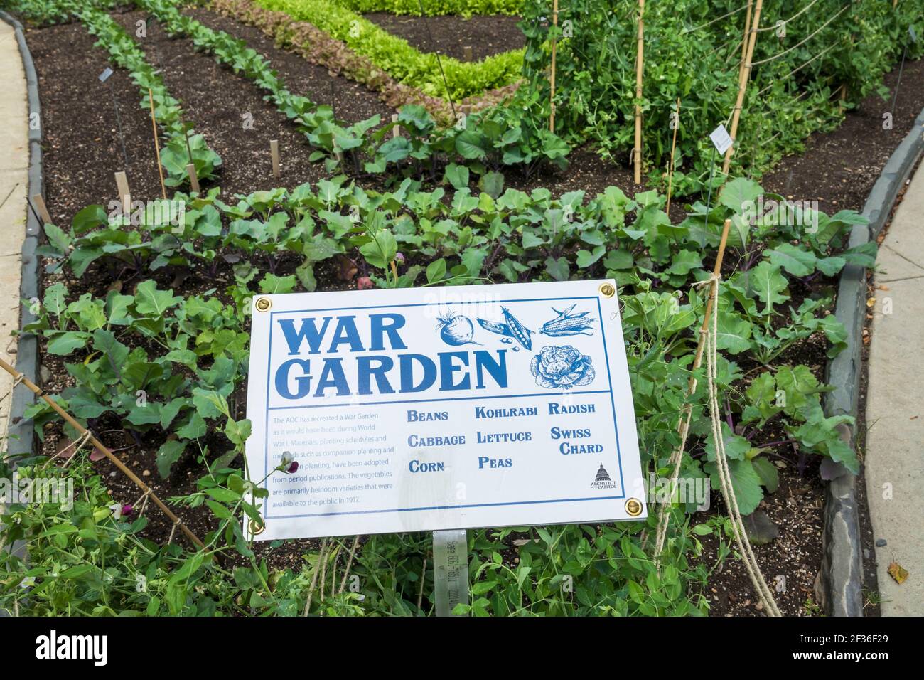 Washington DC, Biblioteca del Congresso, Thomas Jefferson Memorial Building War Garden Victory Garden, vegetali, Foto Stock
