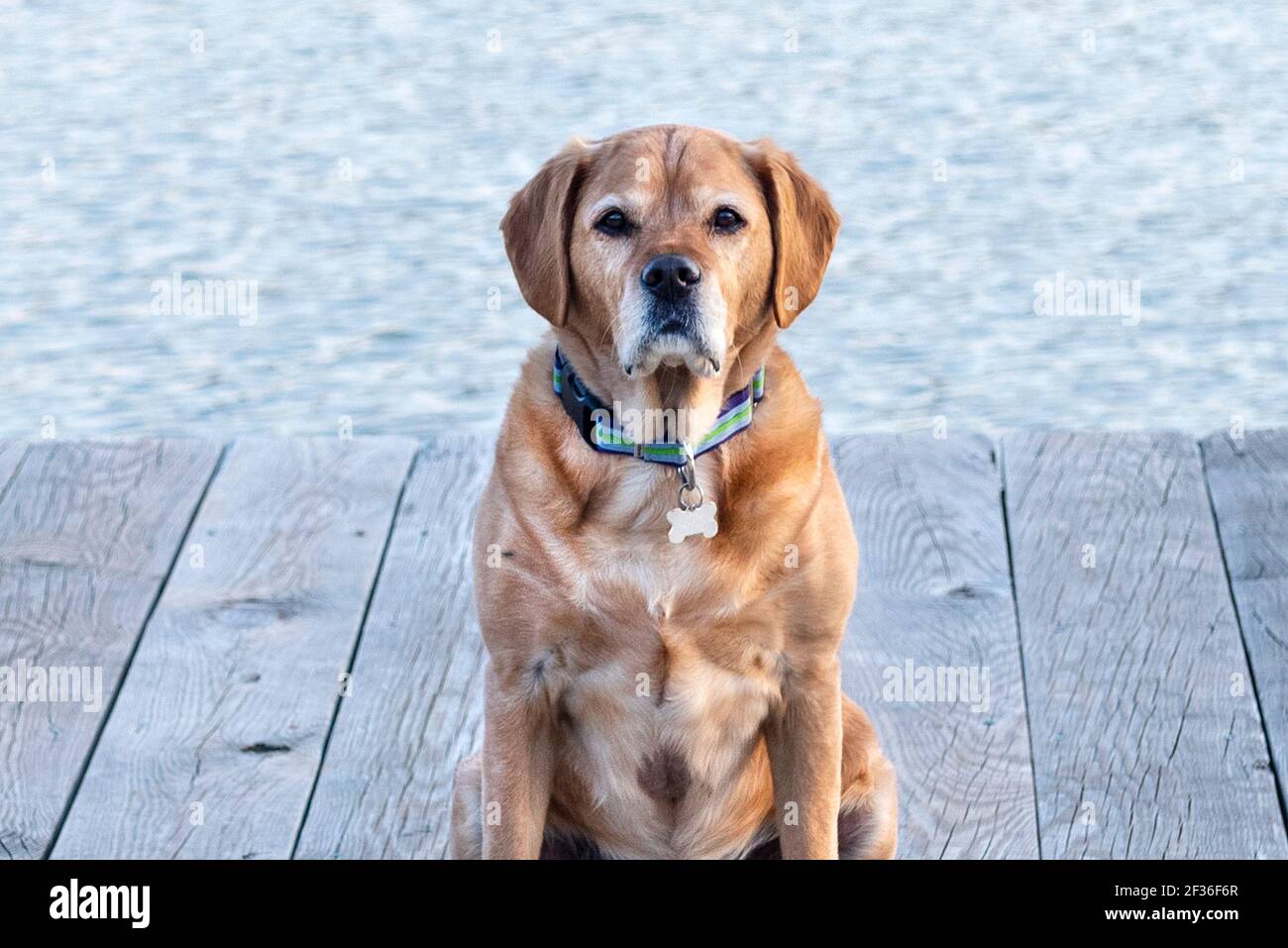 Primo piano di Dog sul Dock Foto Stock