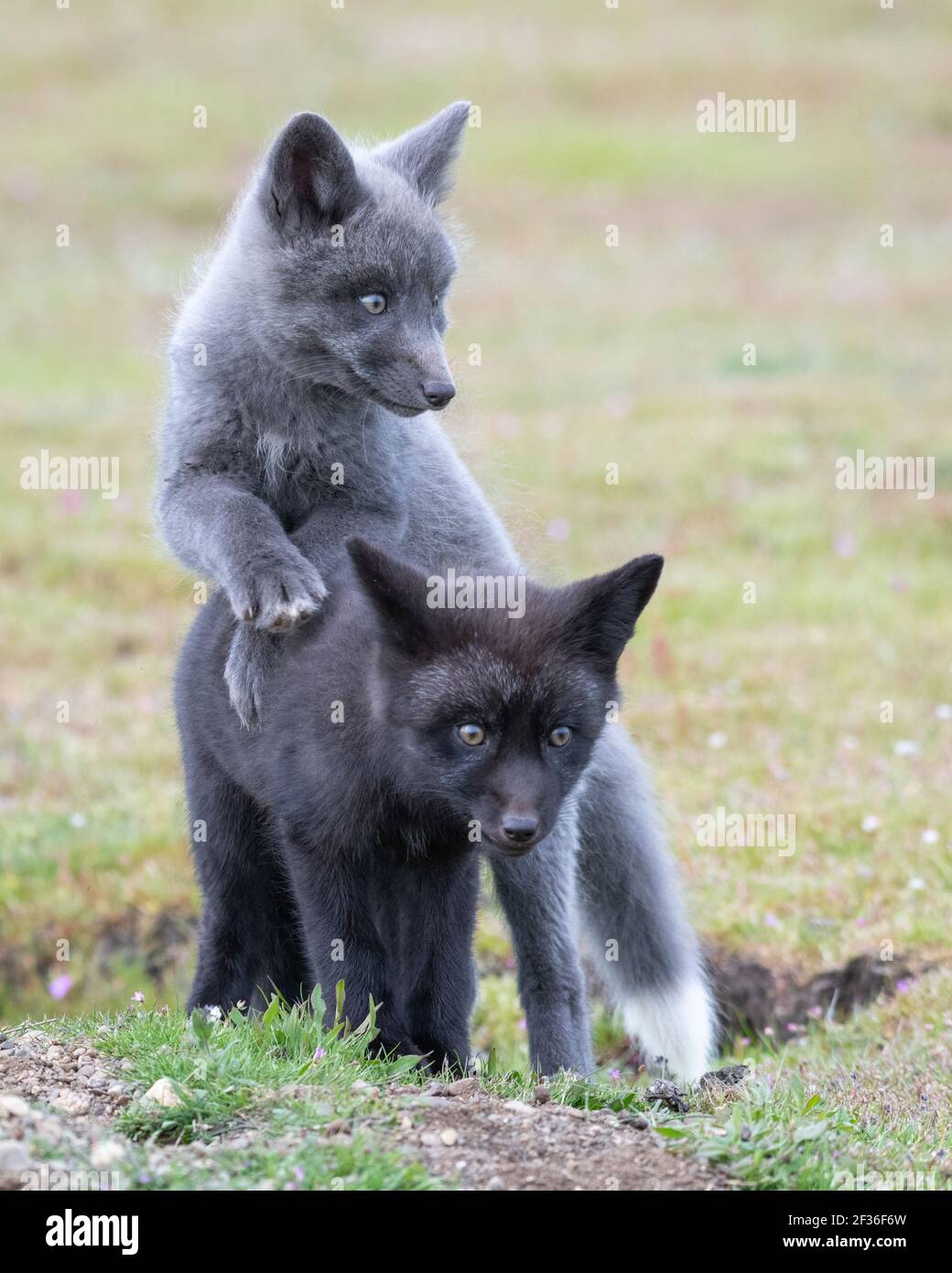 Coppia di giovani volpi rosse in posa tenera Foto Stock