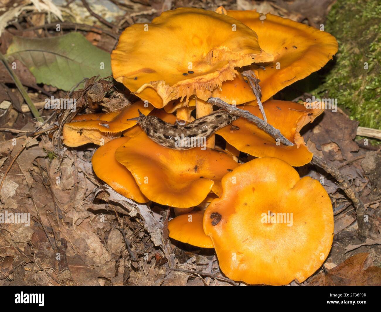 Primo piano di un'alimentazione slug su un fungo nella contea di Madison, Alabama, Stati Uniti. Foto Stock