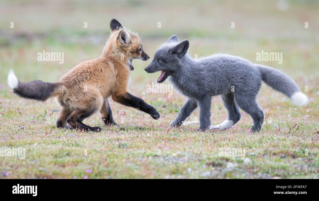 Coppia di divise di volpe rosse nel gioco selvaggio combattendo uno in un cappotto rosso mentre l'altro è grigio, all'accampamento americano nelle isole San Juan dello stato di Washington Foto Stock