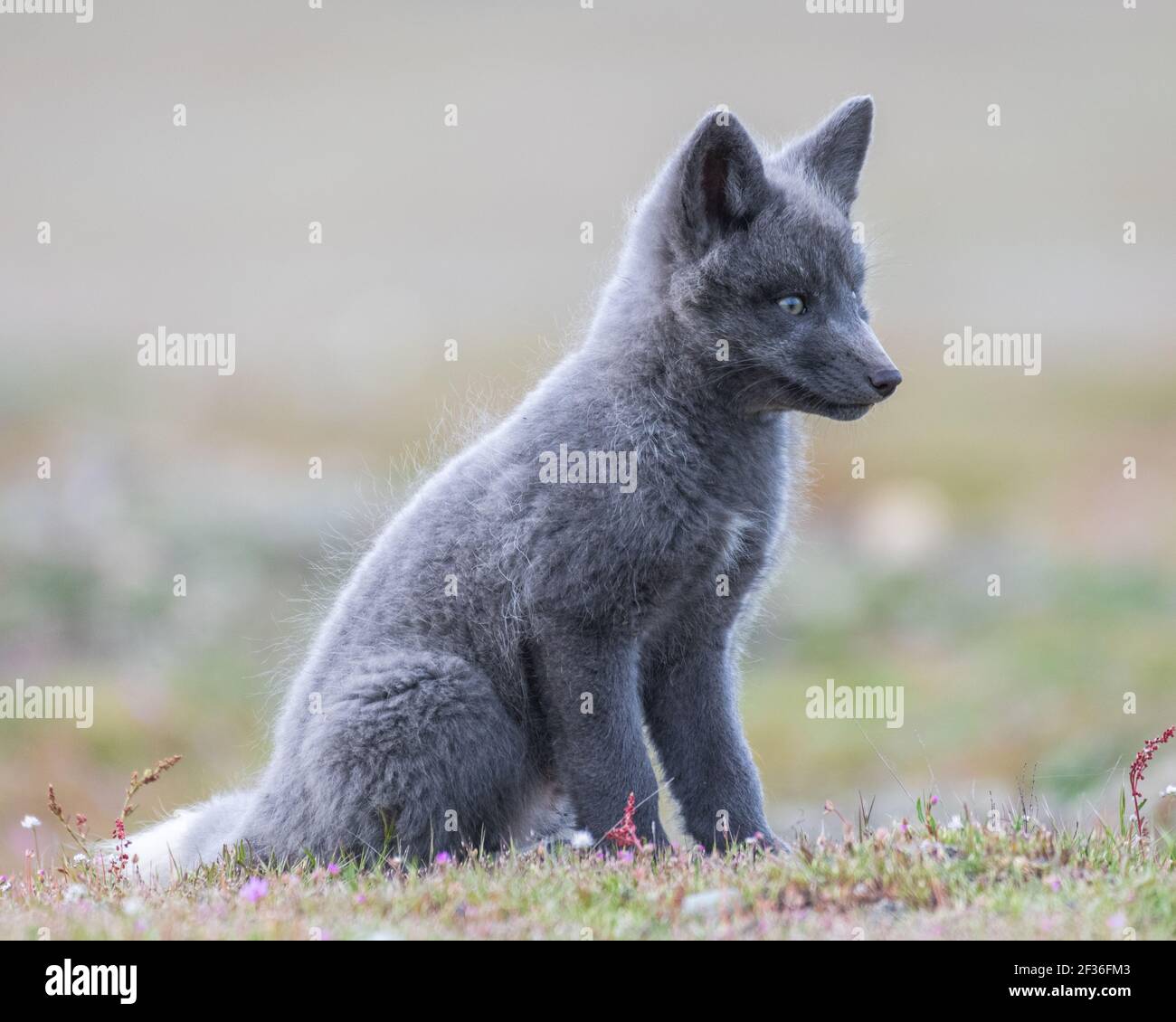 volpe rossa seduta nel selvaggio con un cappotto grigio Al campo americano sulle isole San Juan in Occidente Washington Foto Stock