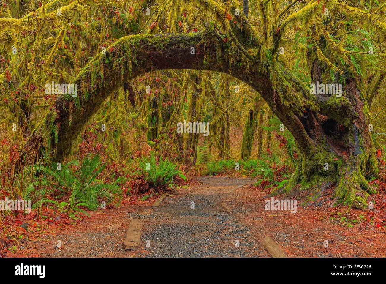 Un albero ad arco nella foresta pluviale di Hoh, WA. Foto Stock