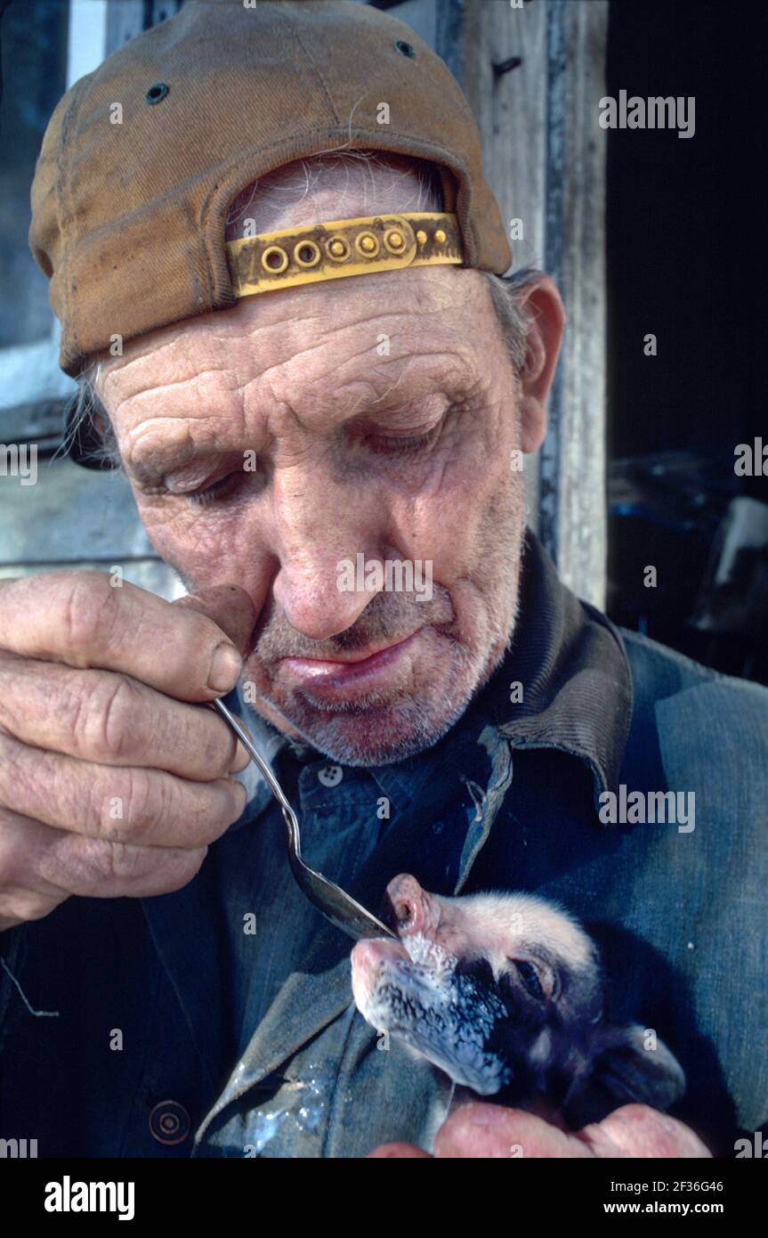 Delaware Viola uomo contadino cucchiaino che mangia porcino runt di allevamento, Foto Stock