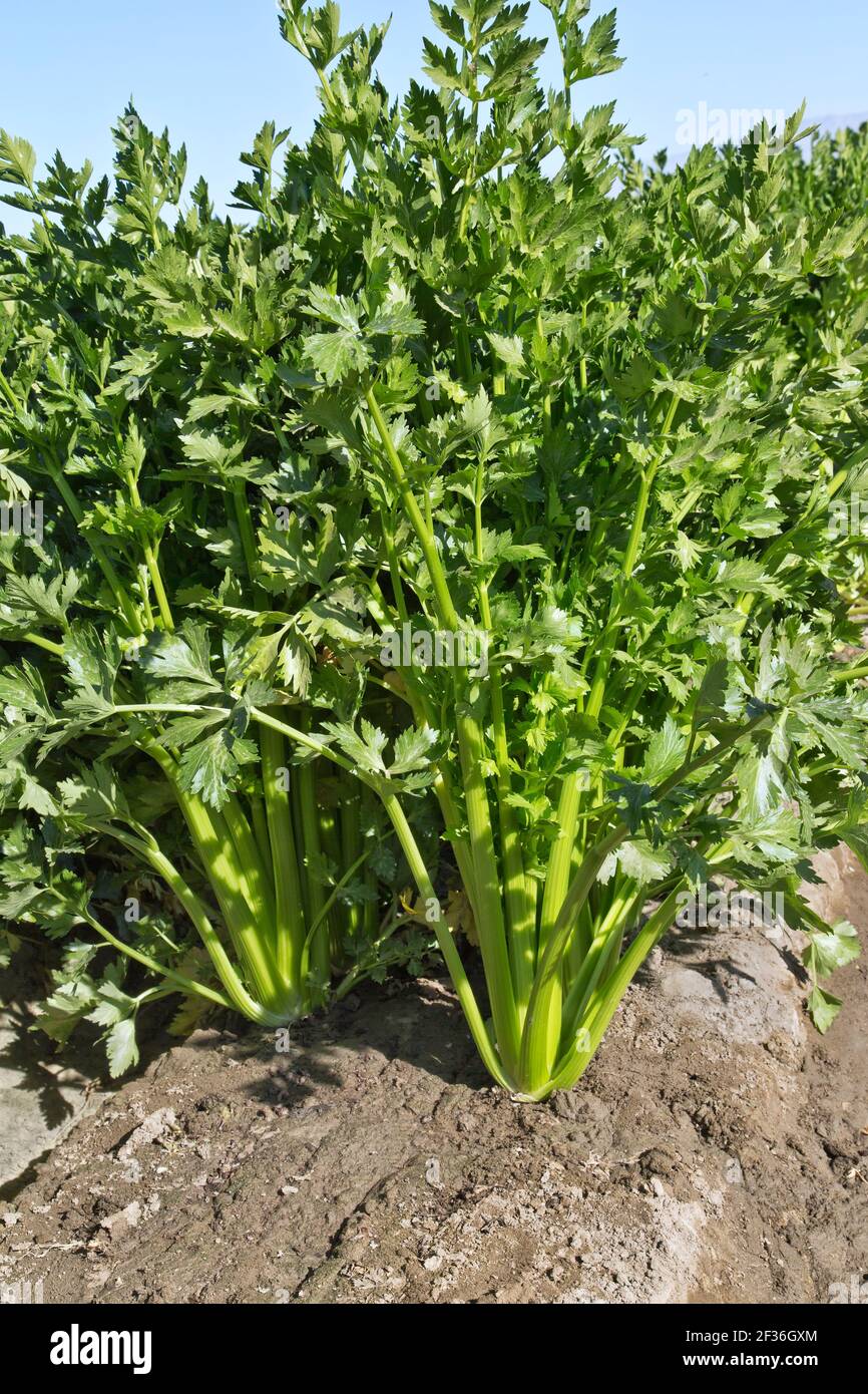 Bio di sedano biologico 'Apium graveolens var. Dulce' matura, California. Foto Stock