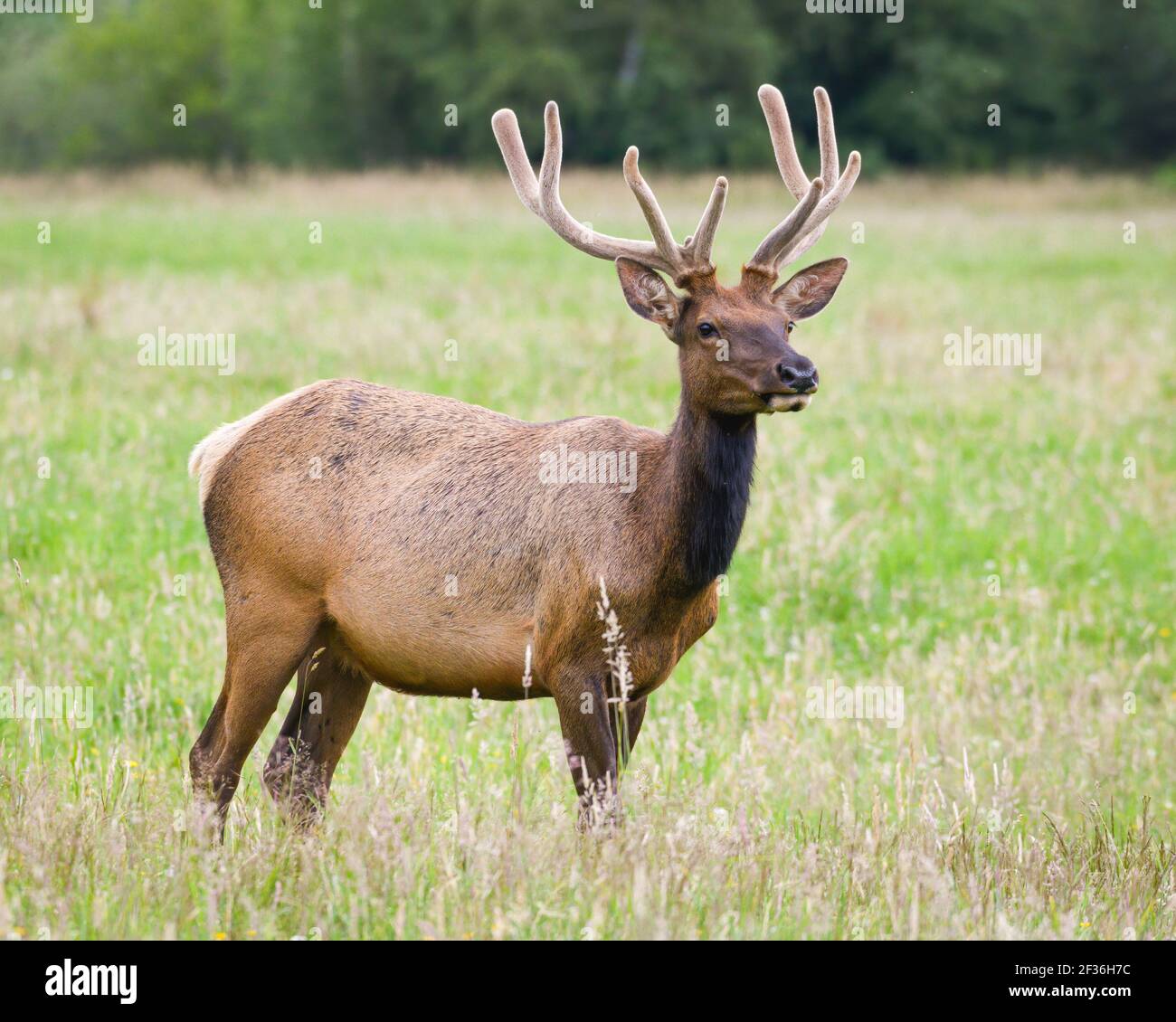 Un giovane buck si erge da solo in un prato estivo con Antlers di velluto in North Bend nello stato di Washington Foto Stock