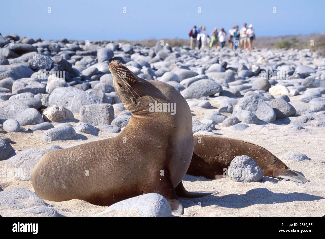 Isole Galapagos Isola di Seymour Nord Ecuador Equadoriana Sudamerica americana, Galapagos Sea Lion allungando i visitatori spiaggia, Foto Stock