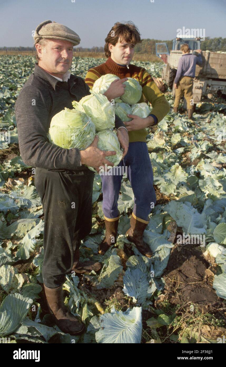 Tallinn Estonia uomini agricoltori padre adulto figlio raccolta cavolo, Foto Stock