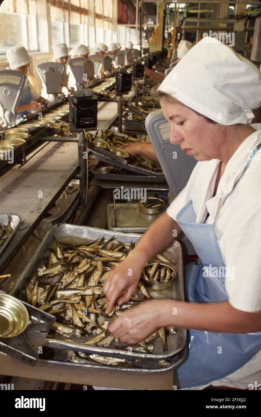 Tallinn Estonia donna lavoratrice Esmar Sardine Corporation stabilimento di trasformazione, Foto Stock