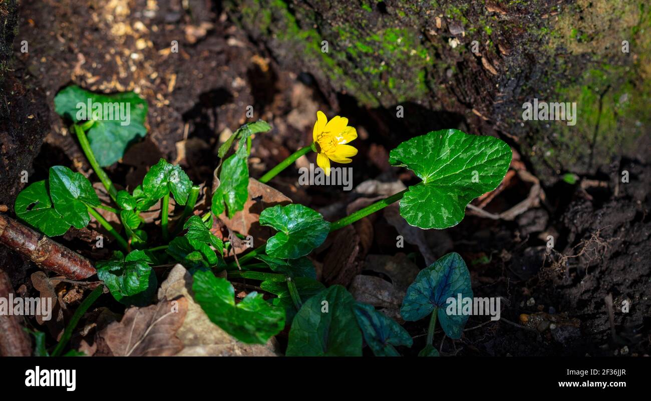 Celandine minore, ficaria verna, pilewart, fiore singolo precoce contro il ceppo di albero più scuro Foto Stock