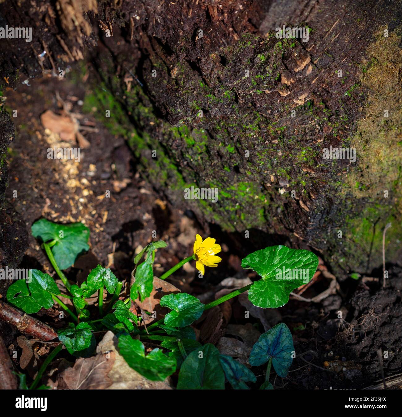 Celandine minore, ficaria verna, pilewart, fiore singolo precoce contro il ceppo di albero più scuro Foto Stock