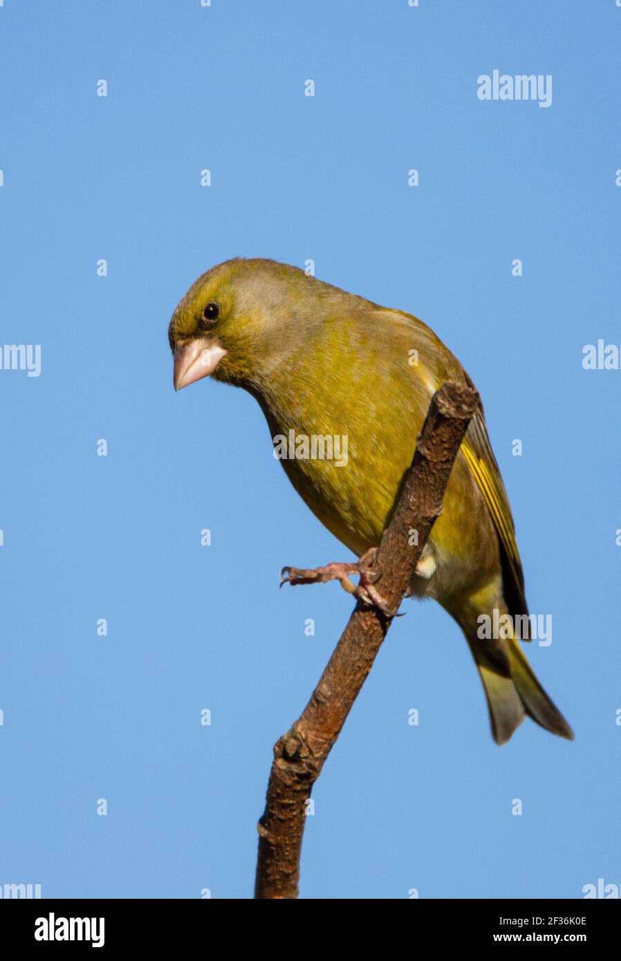 Verdino, Chloris Chloris, piccolo uccello da giardino, fringuello, arroccato su un ramo in un giardino britannico, aprile 2021 Foto Stock