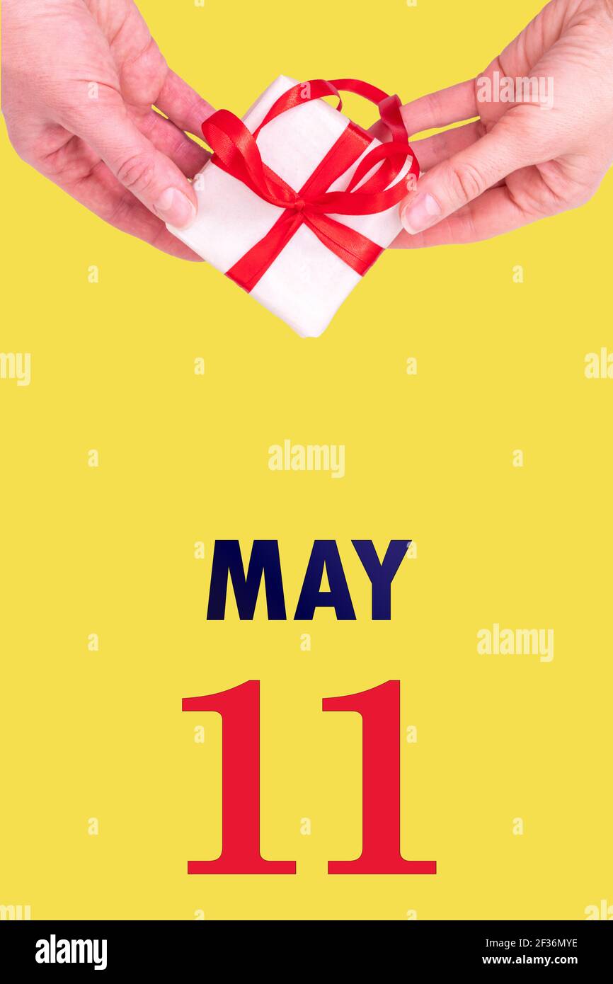 11 maggio. Calendario verticale festivo con mani che tiene Bianco scatola regalo con nastro rosso e calendario Data 11 maggio su illuminante sfondo giallo. SPRI Foto Stock