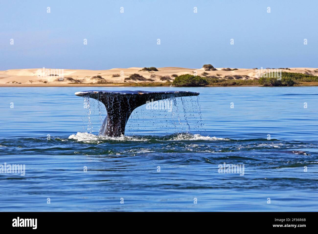 Balena grigia del Pacifico (Eschrichtius robustus) sollevando i suoi flussi di coda per tuffarsi per l'alimentazione vicino Puerto Adolfo López Mateos, Baja California sur, Messico Foto Stock