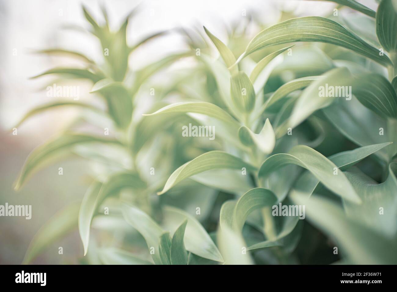 Nel giardino cresce il fiore verde freddo di nocciolo Foto Stock