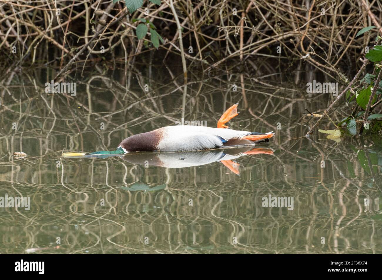 Anatra mallard morta Anas platyrhynchos galleggianti in un canale, Regno Unito Foto Stock