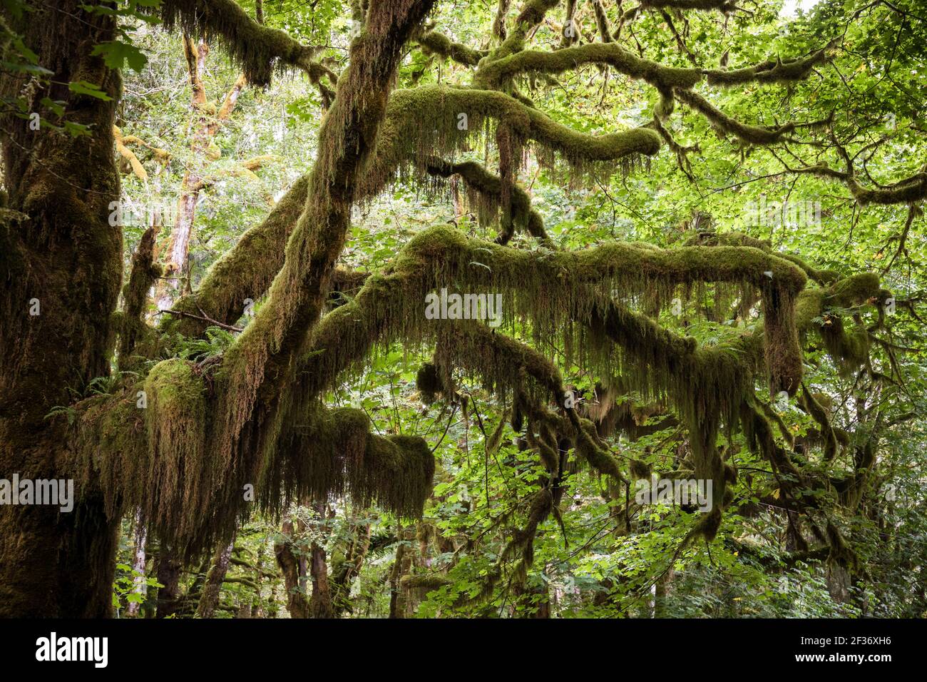 Rami di albero coperti in Moss nella foresta pluviale del nord-ovest del Pacifico Foto Stock