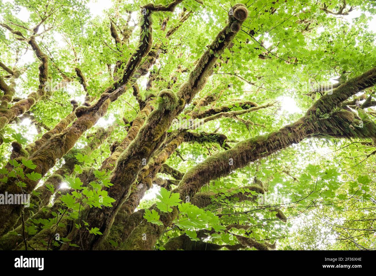 Alberi ricoperti di muschio con foglie verdi luminose nella foresta pluviale del Pacifico nord-occidentale Foto Stock